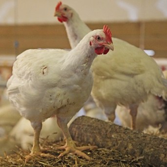 Compass Group joins move for better chicken