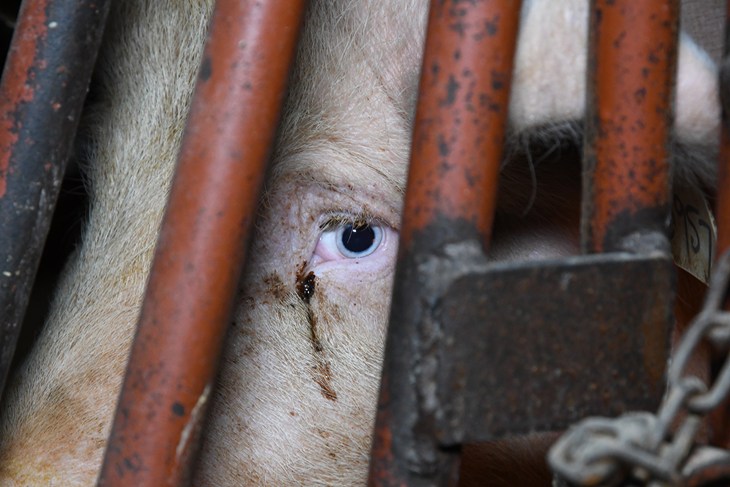 close up of pig face through metal bars