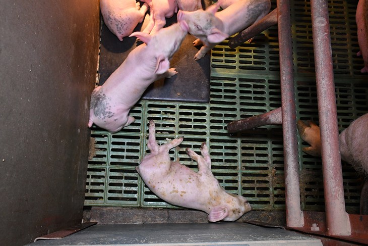slatted floor pig pen with dead piglet