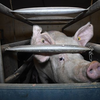 UK urged to do better as new cage-free league table reveals over 16.6 million farm animals still caged