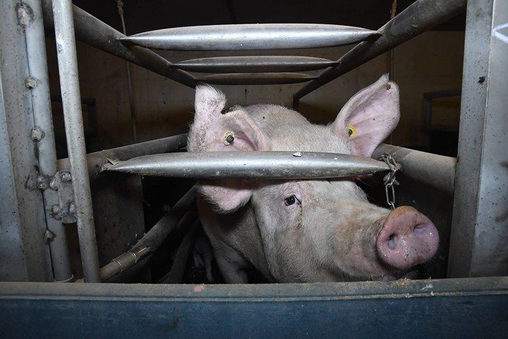 Pig in restrictive stall