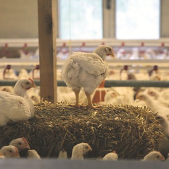 Giant step for chicken welfare