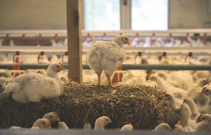 9. Higher Welfare Indoor (002).jpg