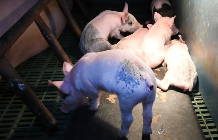 Piglets with docked tails