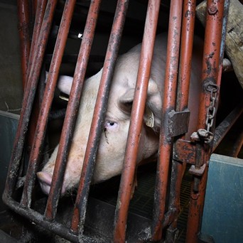 The shocking reality for thousands of sows confined in cages throughout Britain