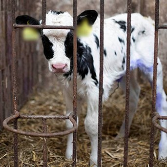 Grim reality for millions of dairy calves revealed