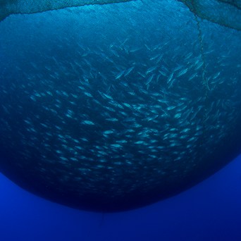 Fish Welfare Legislation Needed