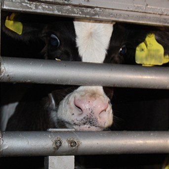 Compassion welcomes ASDA's initiative to cut the number of calves for export
