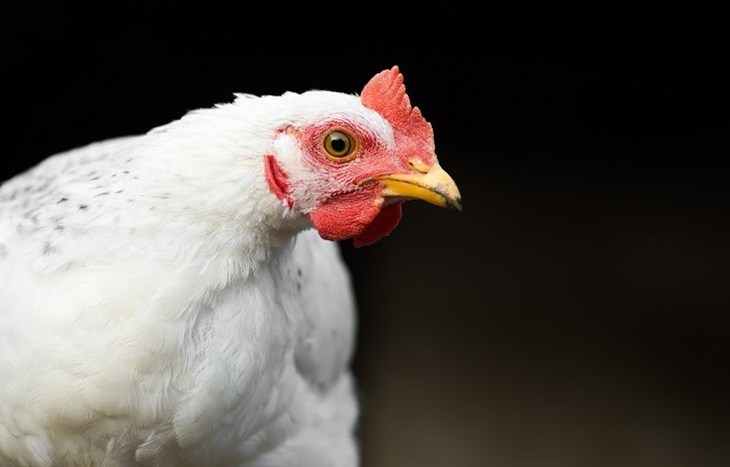 White Broiler chicken