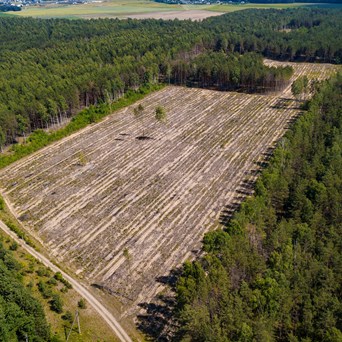 UN report calls for less meat and dairy