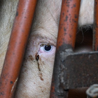 Caged farming investigations