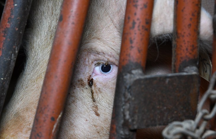 A pig looking through the bars of a cage