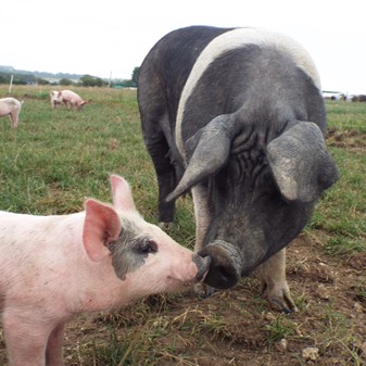 Film: Lets Ask The Animals