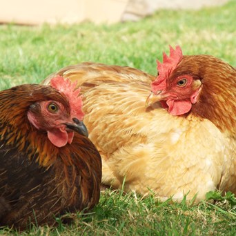 Practical Alternatives to Battery Cages for Laying Hens