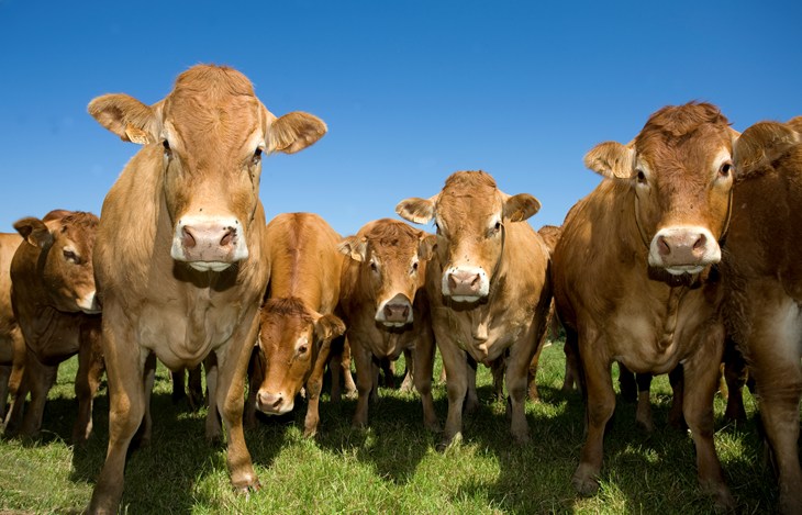 Beef Catlle NFU Webnews Istock 92407367