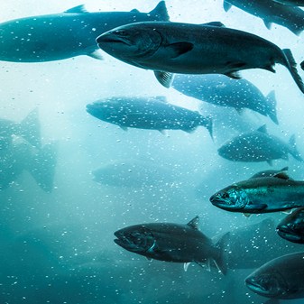 Species: Aquatic Animals