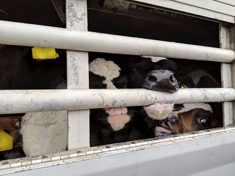 Take Action To Stop EU Live Exports