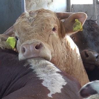 The Guardian highlights the risks of global live animal export