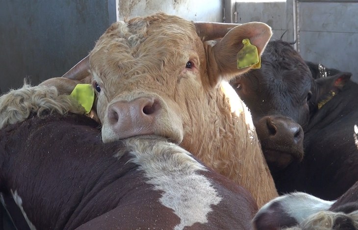 Bulls Transport