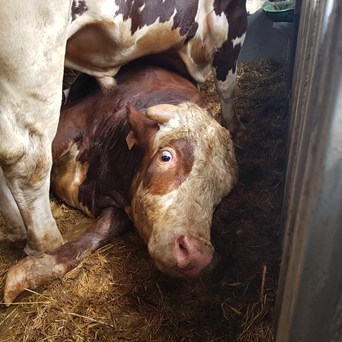 A Summer of Horrors for Live Transport