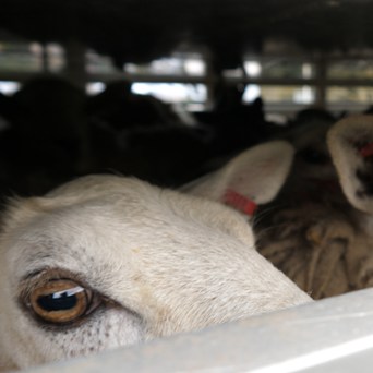 Long-awaited Bill to Ban Live Exports introduced to Parliament