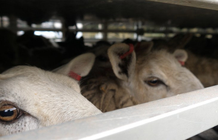 Sheep GOV Announcement