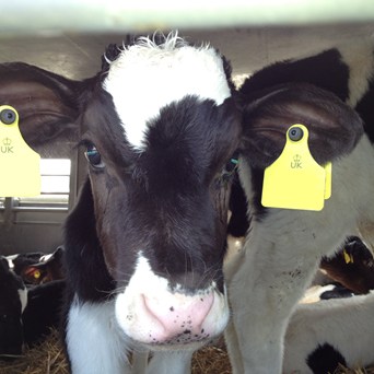 Defra hires QC to defend live exports of unweaned calves as legal challenge progresses