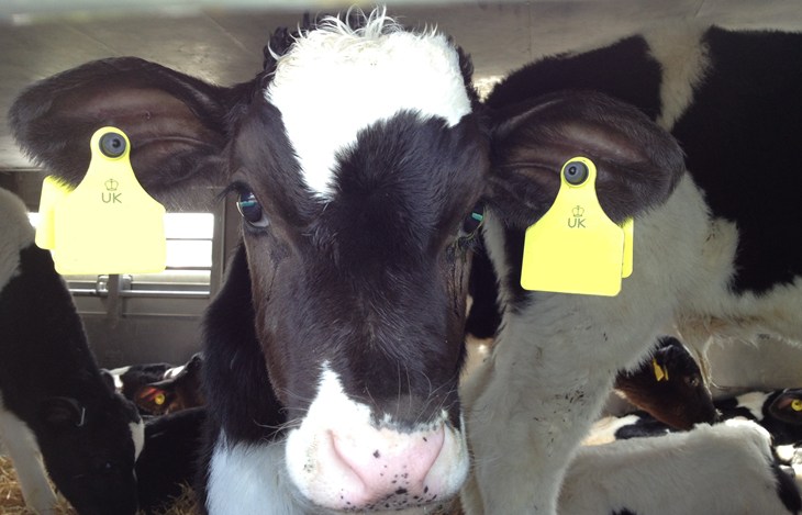 UK Calf Photo4 Edited
