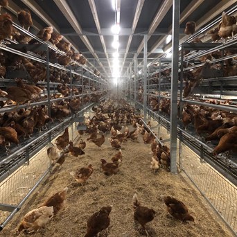 Victory against Combi Cages