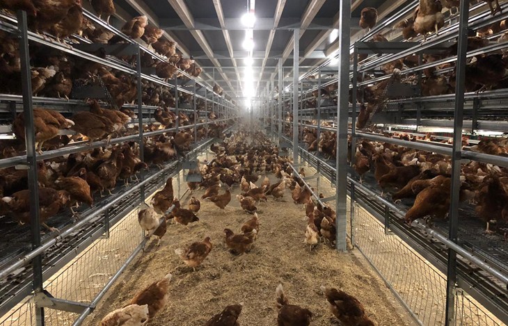 Nobel Foods Lion Egg Webnews 2