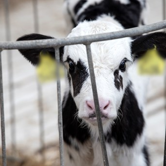 SCIENTIFIC BRIEFING ON CAGED FARMING