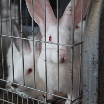 SCIENTIFIC BRIEFING ON CAGED FARMING