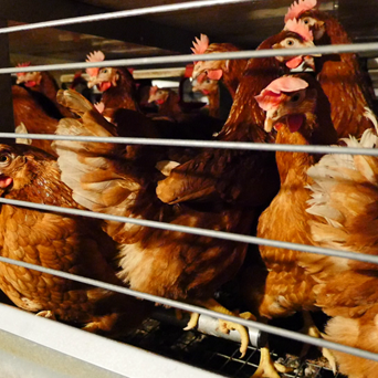Industry leaders back a ban on cages for laying hens
