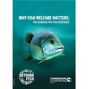 Why Fish Welfare Matters