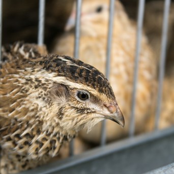 88% of UK public think cages are cruel, new poll reveals