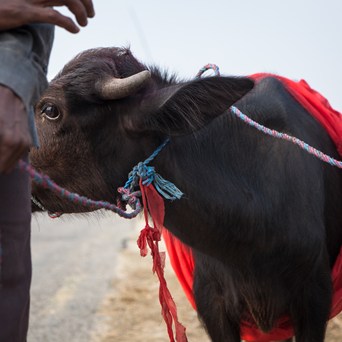Gadhimai: The bloodshed continues