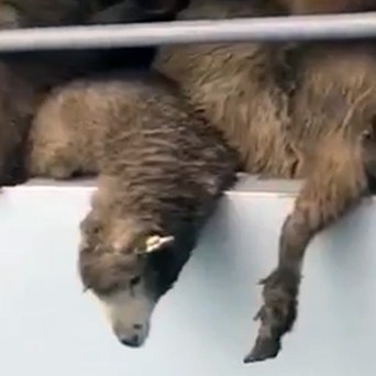 Over 14,000 sheep die in live transport disaster