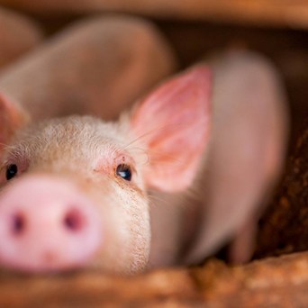 Waving farewell to the EU must not mean goodbye to farm animal welfare