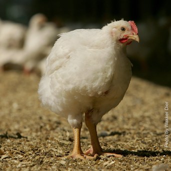 Dutch slower growing chickens require less antibiotics than fast-growing chickens
