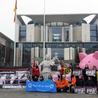 Sow welfare in Germany under threat