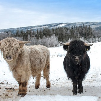 Standing firm against animal suffering