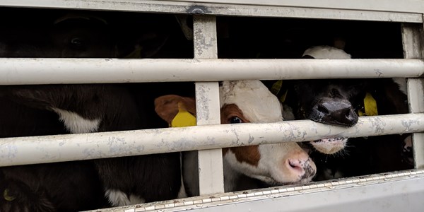 Exported Irish calves suffer nightmare journeys
