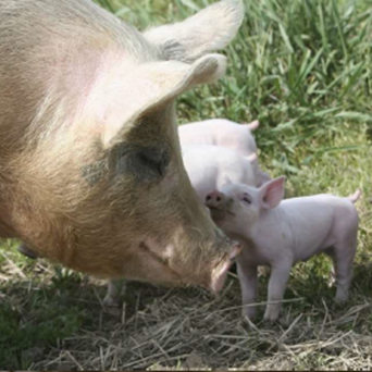Pig Sentience