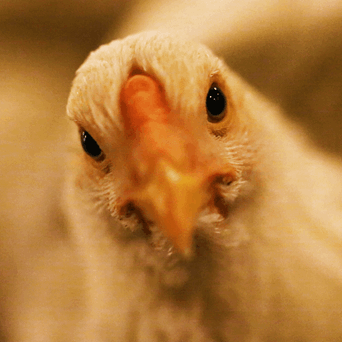 Eat. Sit. Suffer. Repeat.