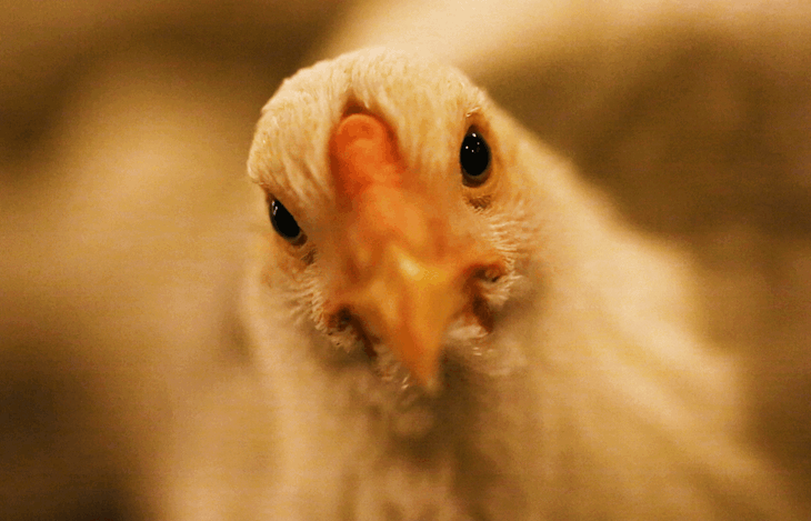 close up of chicken face