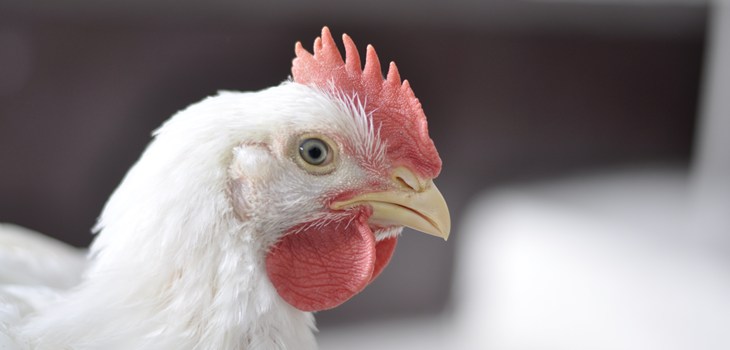 Shutterstock 1228945870