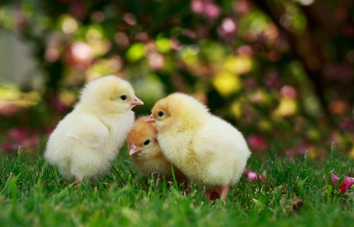 Chicks