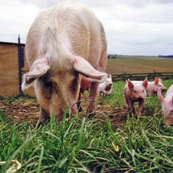 Book: GAP Pigs