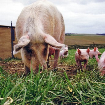 GAP Pigs book