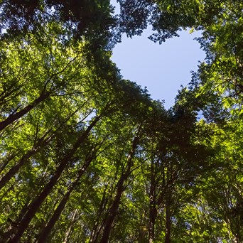 World Environment Day: Fresh Hope